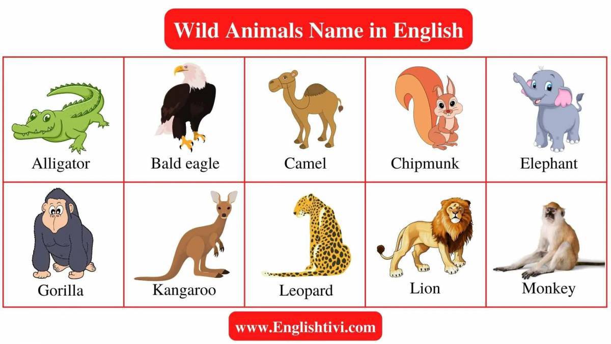 Животные на английском #18