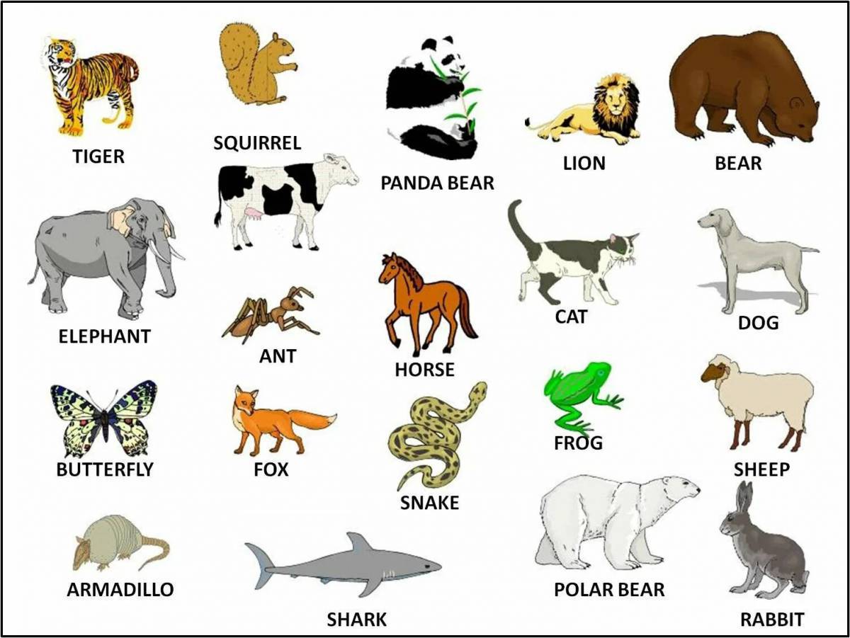 Животные на английском #26