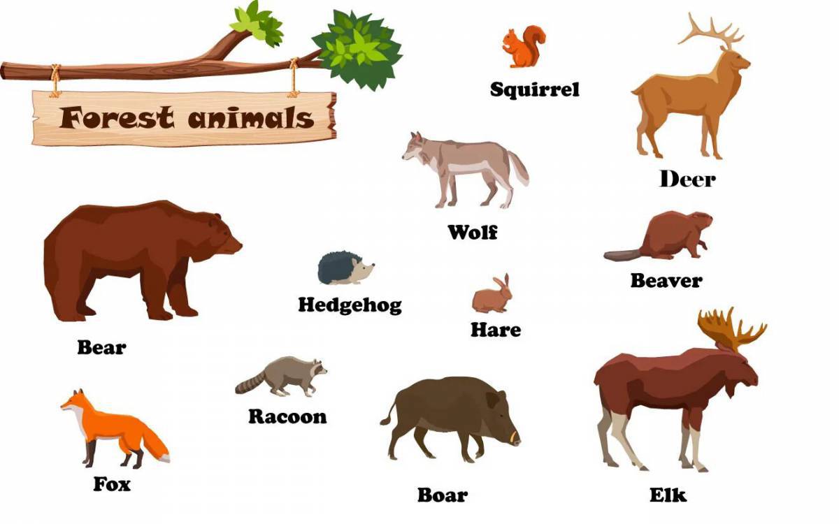 Животные на английском #28