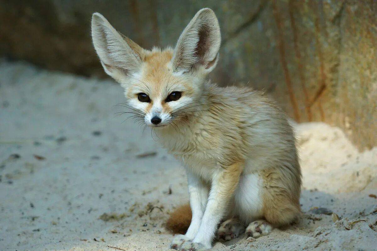 Desert animals. Животные пустыни фенек. Лисица фенек. Песчаная лисица фенек. Фенеки пустынные лисички.