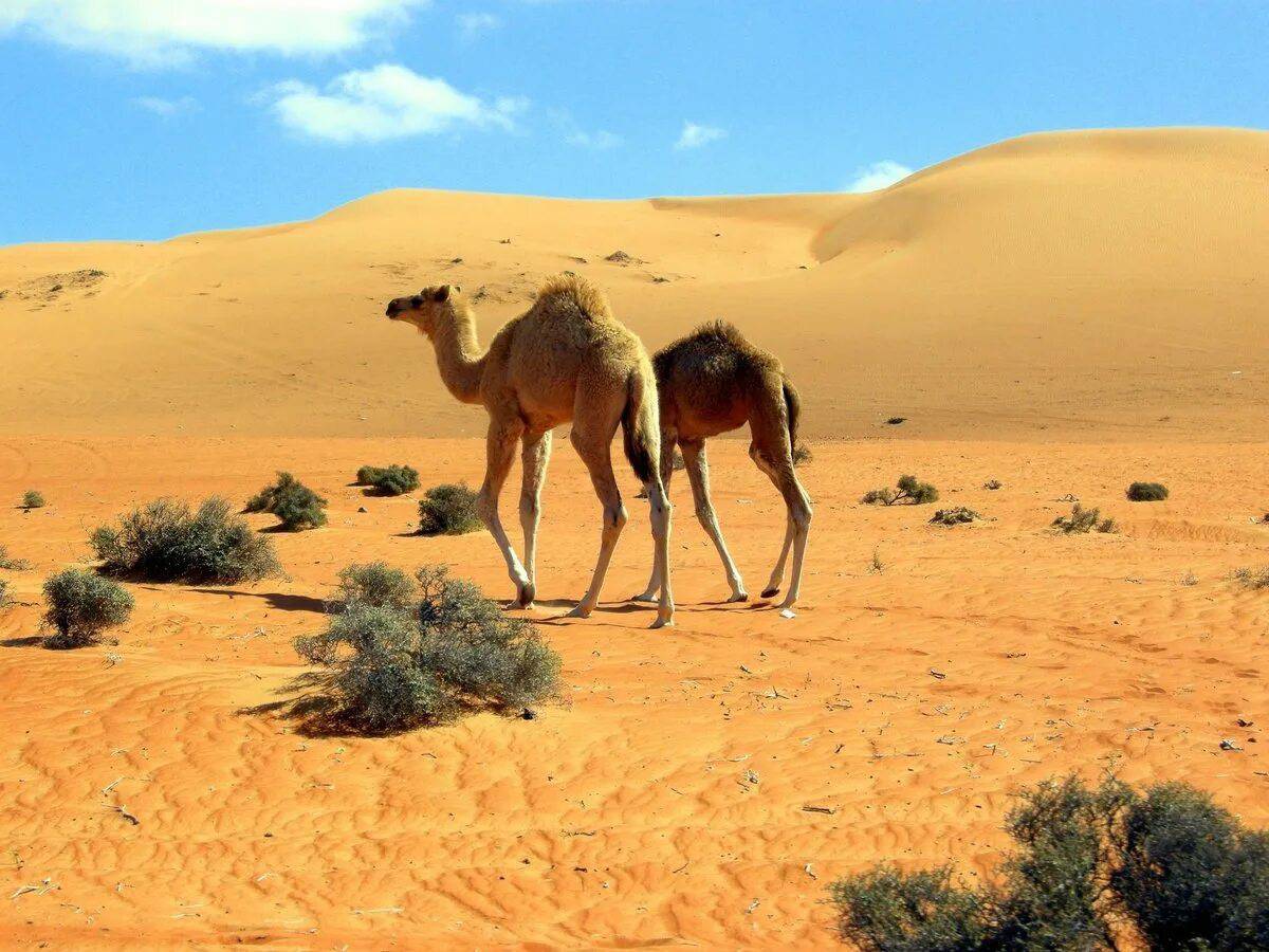 Животные пустыни #20