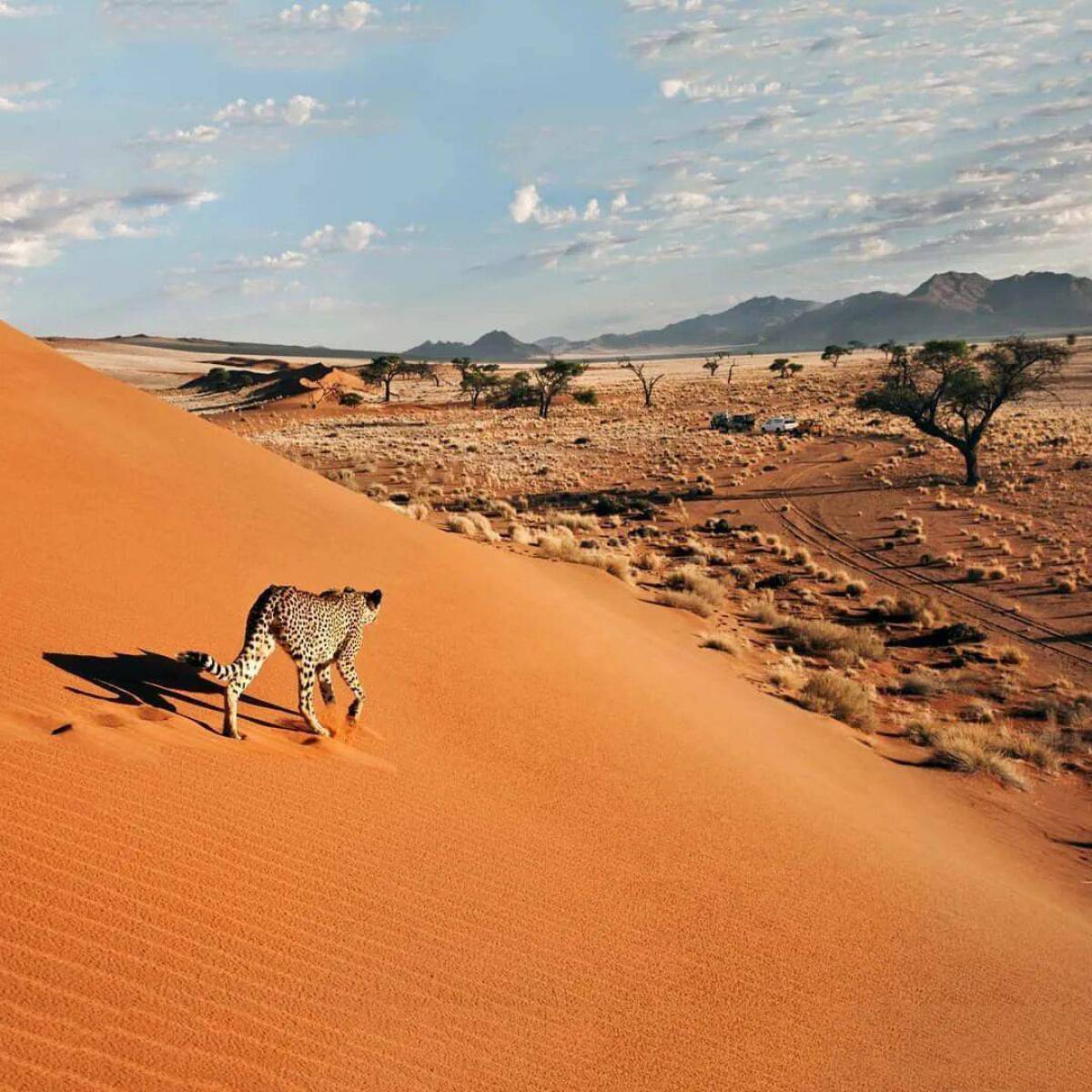 Животные пустыни #31