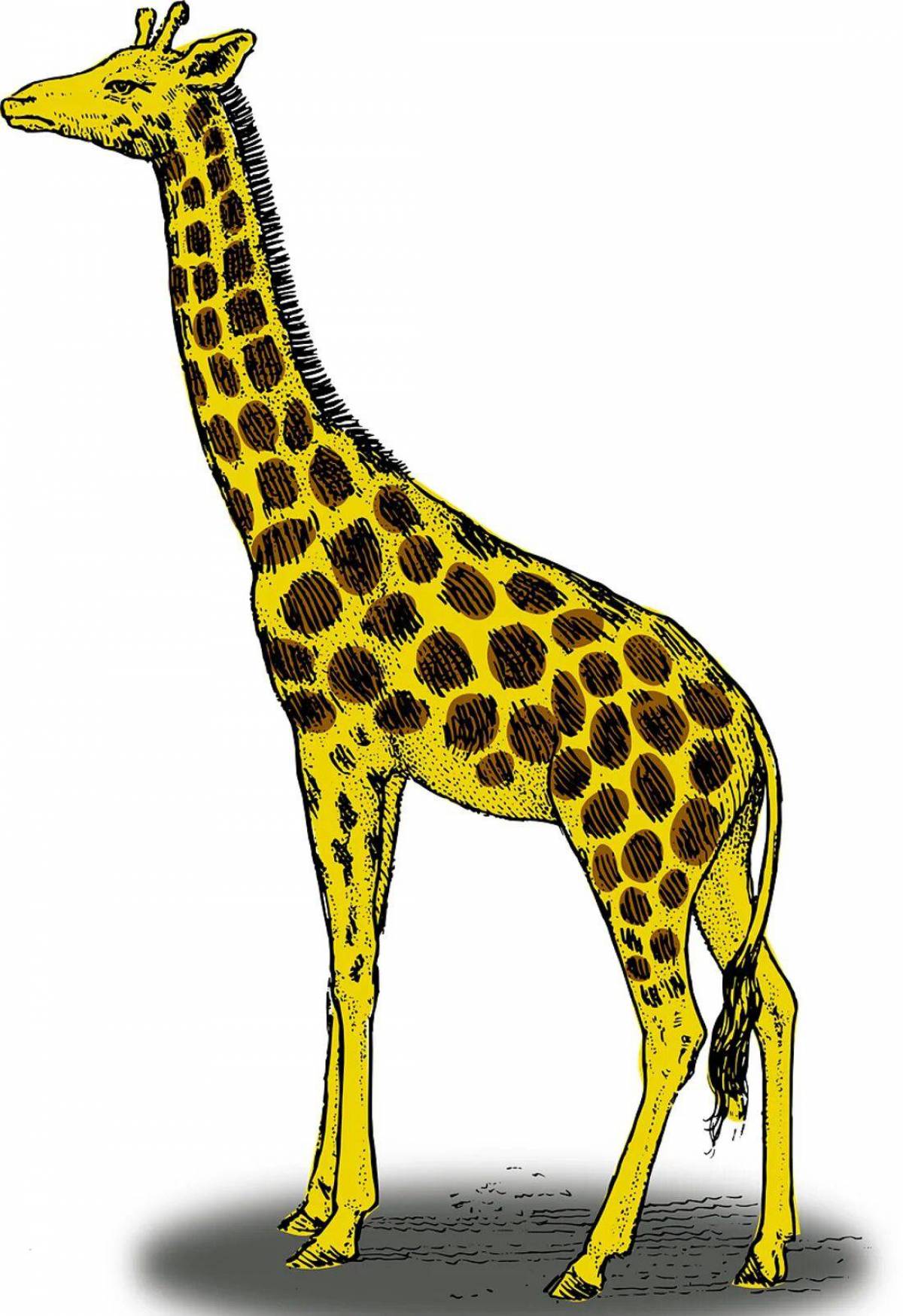 Жираф рисунок #9
