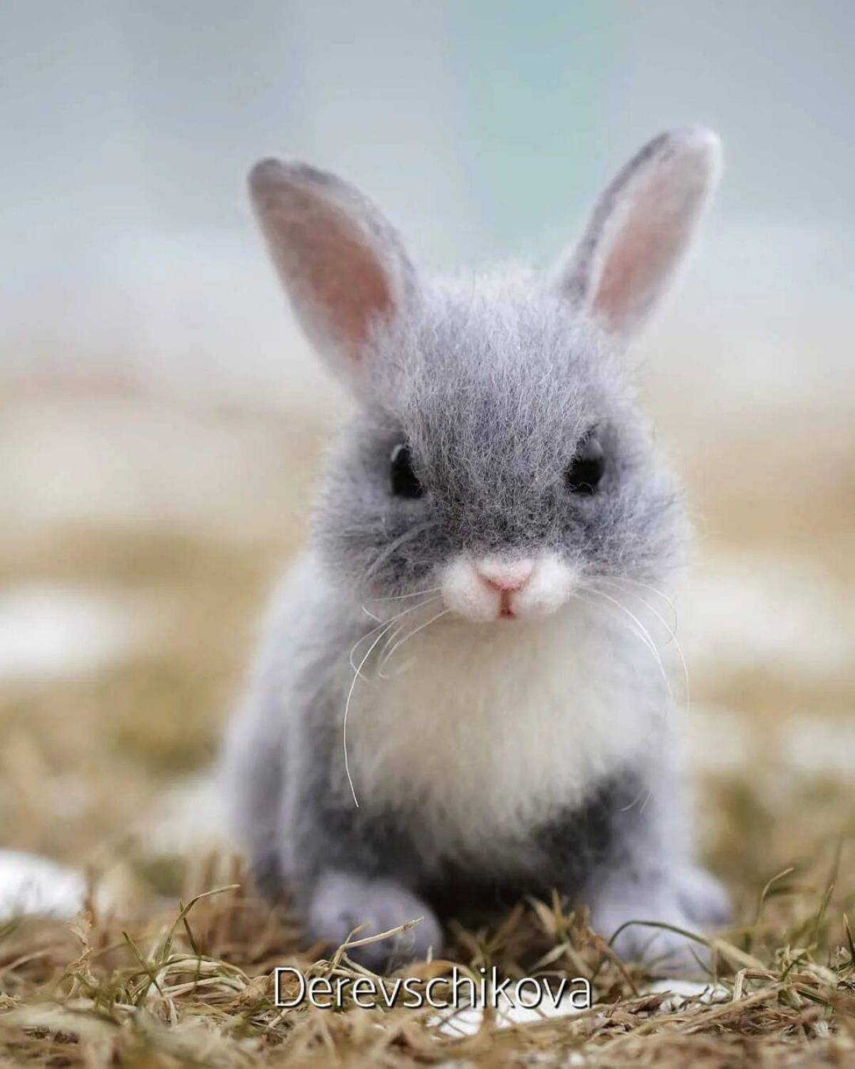 Зайчик зайчата. Крольчата крольчата. Зайчик серый. Серый кролик. Красивый кролик.