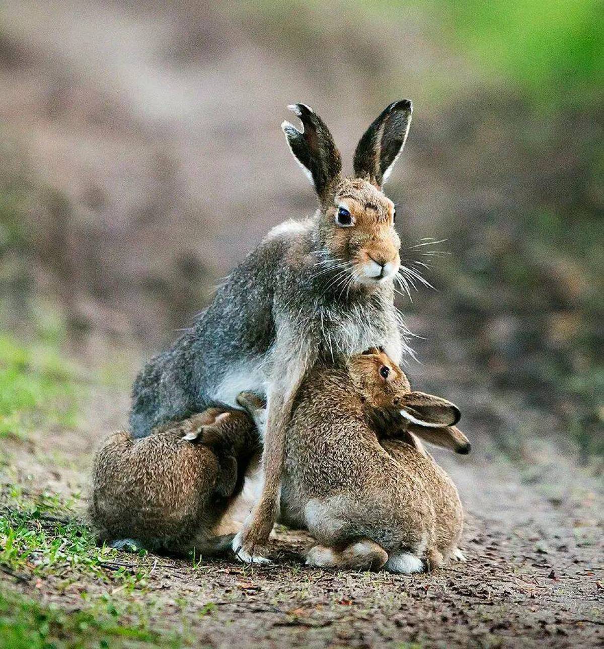 Мире животных зайцы. Заяц Русак с зайчатами. Заяц Русак с потомством. Заяц Русак Детеныши.