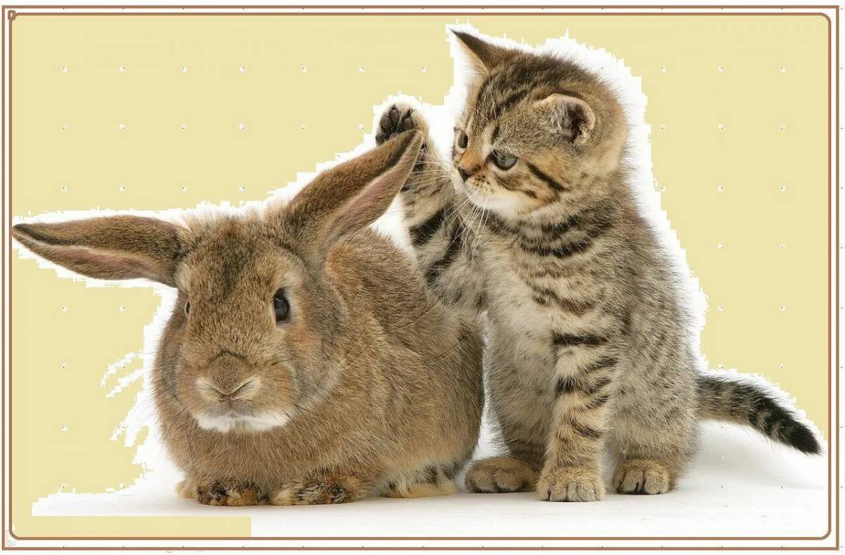 Зайчик и котенок. Котенок и Зайчонок. Кот и кролик. Зайка и котенок. Кролик и котенок.