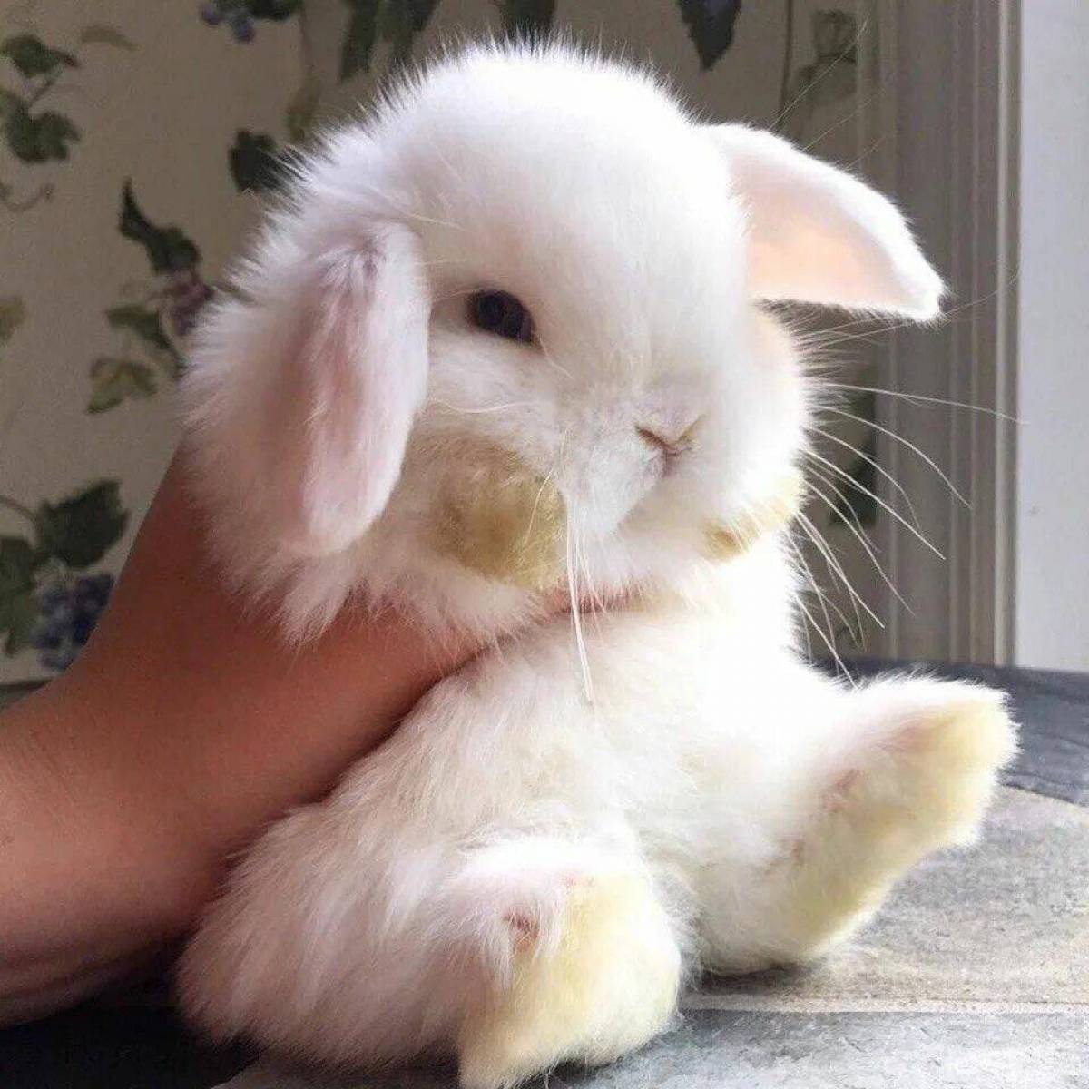 Кролик года жизни. Красивый зайчик. Милый кролик. Кролик фото. Милые крольчата.
