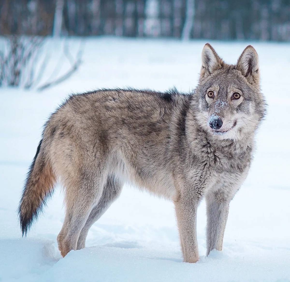 Картинка волк лиса медведь. Волк зимой. Волк и лиса. Рысь и волк. Волк лиса и заяц.