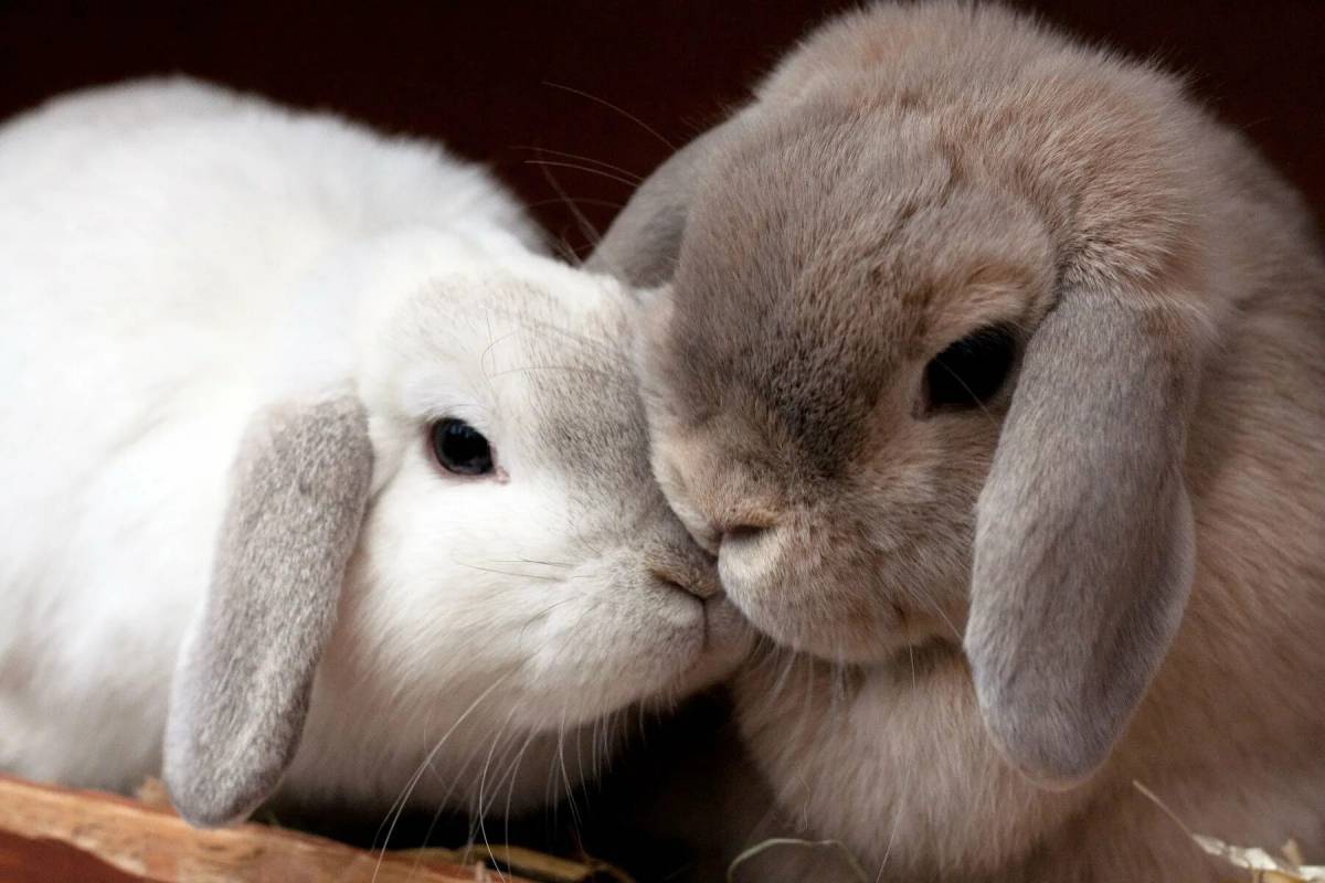 Милые зайчики. Милый зайчик. Влюбленные кролики. Красивый кролик. Картинка милой зайки