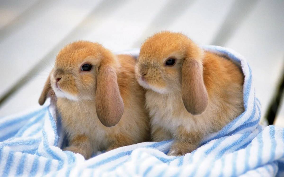 Кролики. Милые зайчики. Крольчата. Милые кролики.