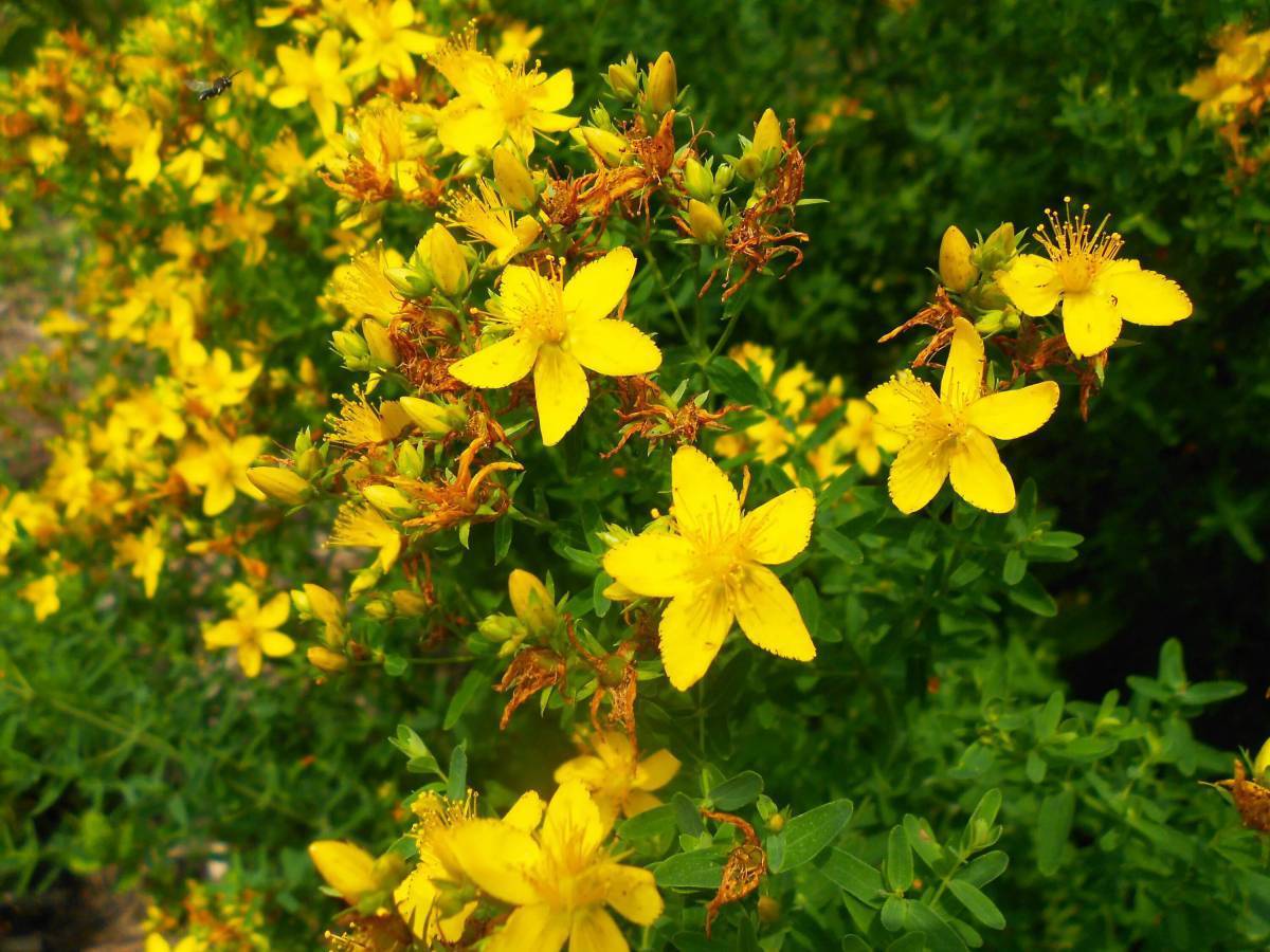 Луговые цветы зверобой. 7 зверобой. Зверобой четырехкрылый. Зверобой травник. Зверобой продырявленный с.