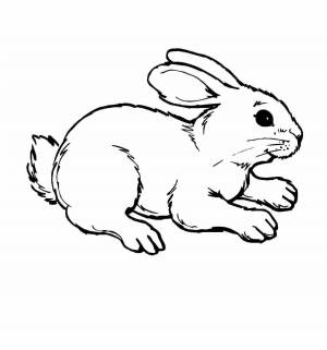 Раскраска заяц для детей для 3 лет #20 #312366