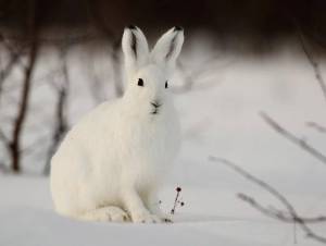 Раскраска заяц зимой #1 #312419