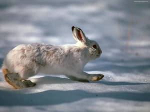 Раскраска заяц зимой #3 #312421
