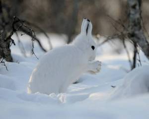 Раскраска заяц зимой #4 #312422