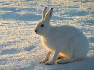 Раскраска заяц зимой #7 #312425