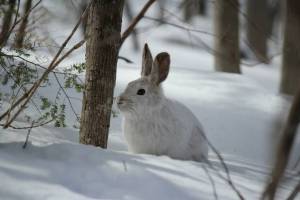 Раскраска заяц зимой #13 #312431