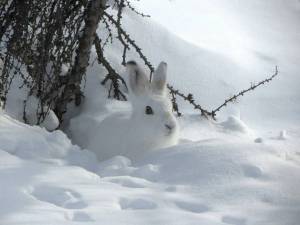 Раскраска заяц зимой #16 #312434