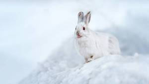 Раскраска заяц зимой #18 #312436