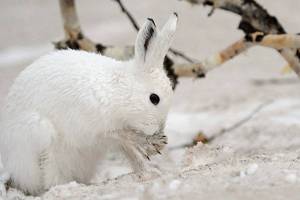Раскраска заяц зимой #25 #312443