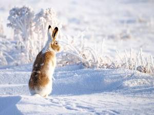 Раскраска заяц зимой #28 #312446