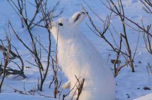 Раскраска заяц зимой #30 #312448