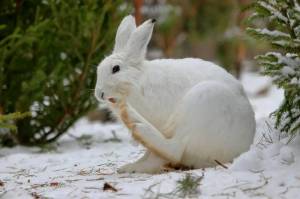 Раскраска заяц зимой #31 #312449