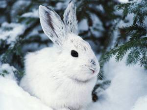 Раскраска заяц зимой #34 #312452