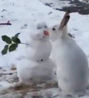Раскраска заяц и снеговик #11 #312468