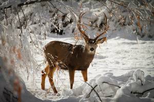 Раскраска звери зимой в лесу #8 #313542