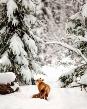 Раскраска звери зимой в лесу #17 #313551