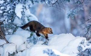 Раскраска звери зимой в лесу #38 #313572