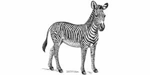 Раскраска зебра без полосок #10 #314292
