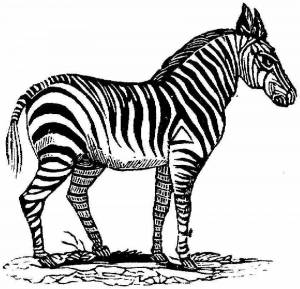 Раскраска зебра без полосок для детей #19 #314337