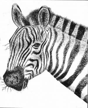Раскраска зебра в клеточку #13 #314366