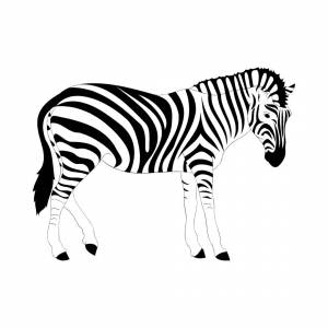 Раскраска зебра для детей 3 4 лет #20 #314405