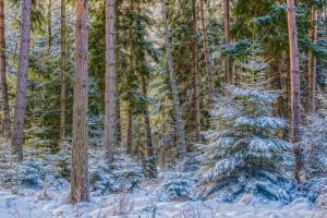 Раскраска зима в лесу для детей #9 #315124