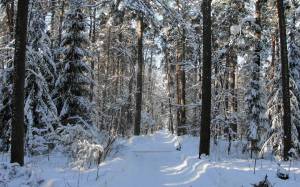 Раскраска зима в лесу для детей #10 #315125
