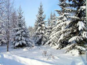 Раскраска зима в лесу для детей #14 #315129
