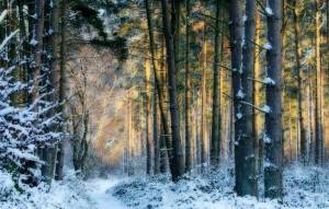 Раскраска зима в лесу для детей #33 #315148