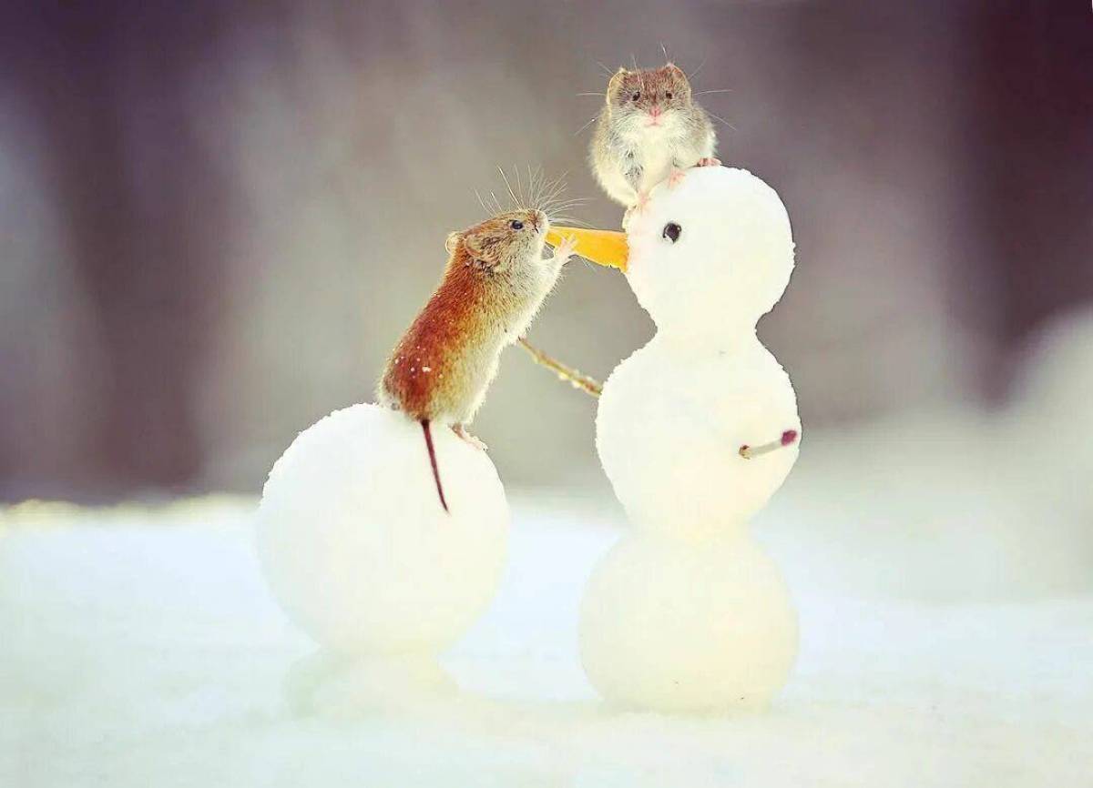 Заяц и снеговик #31
