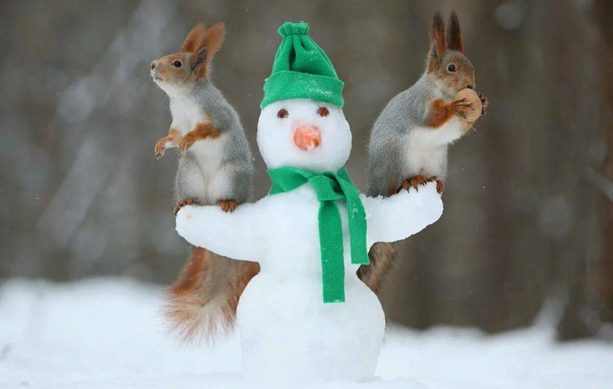 Заяц и снеговик #33