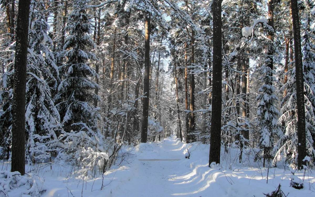 Зима в лесу для детей #10