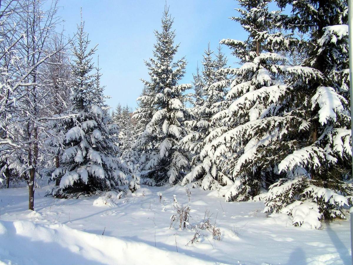 Зима в лесу для детей #14
