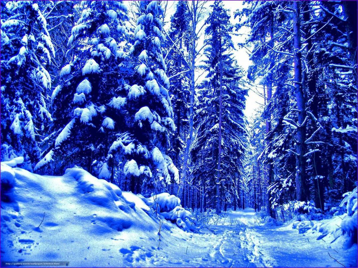 Зима в лесу для детей #17