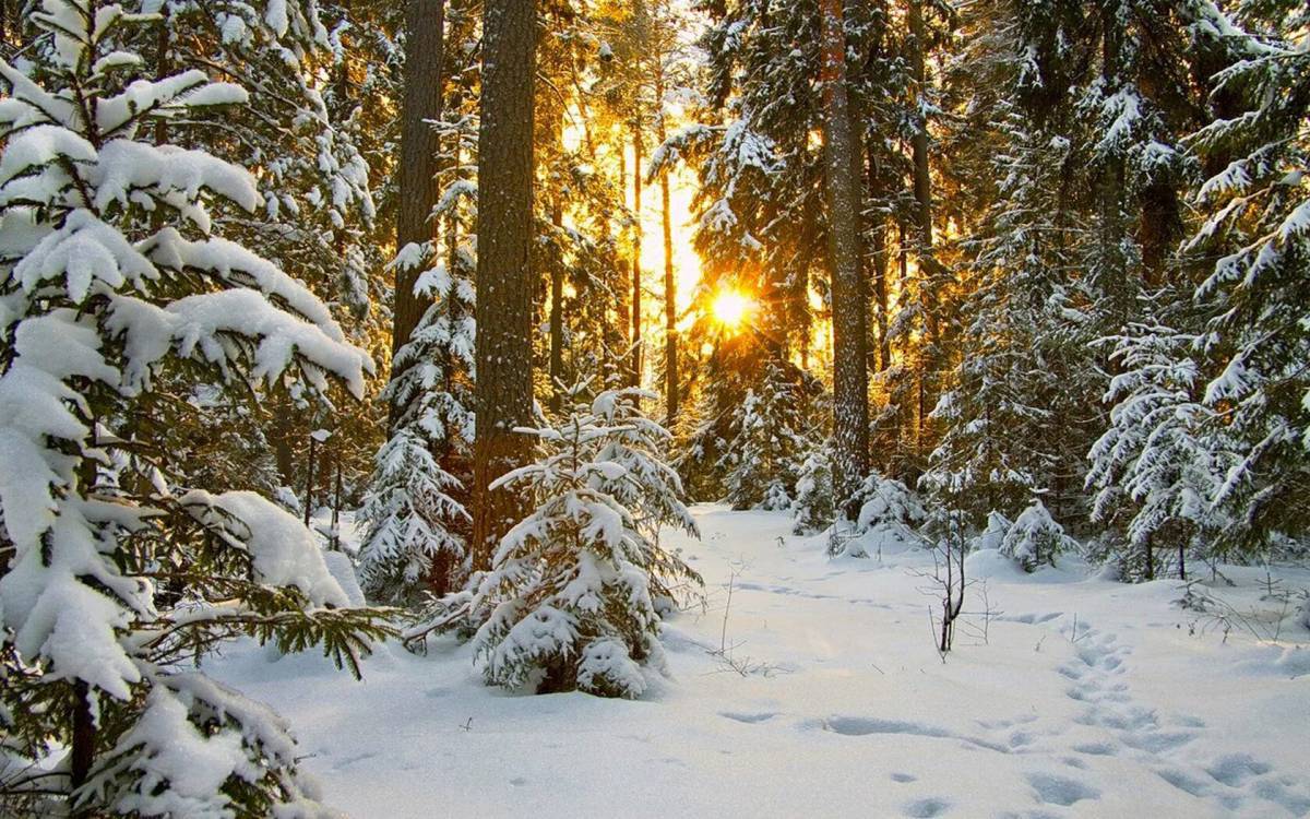 Зима в лесу для детей #23