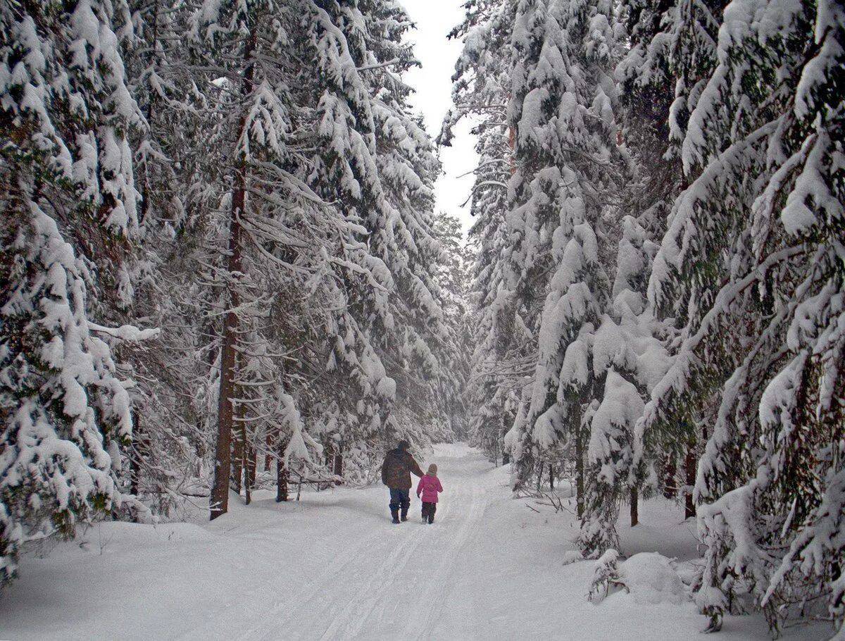 Морозный лес прогулка сосна парень