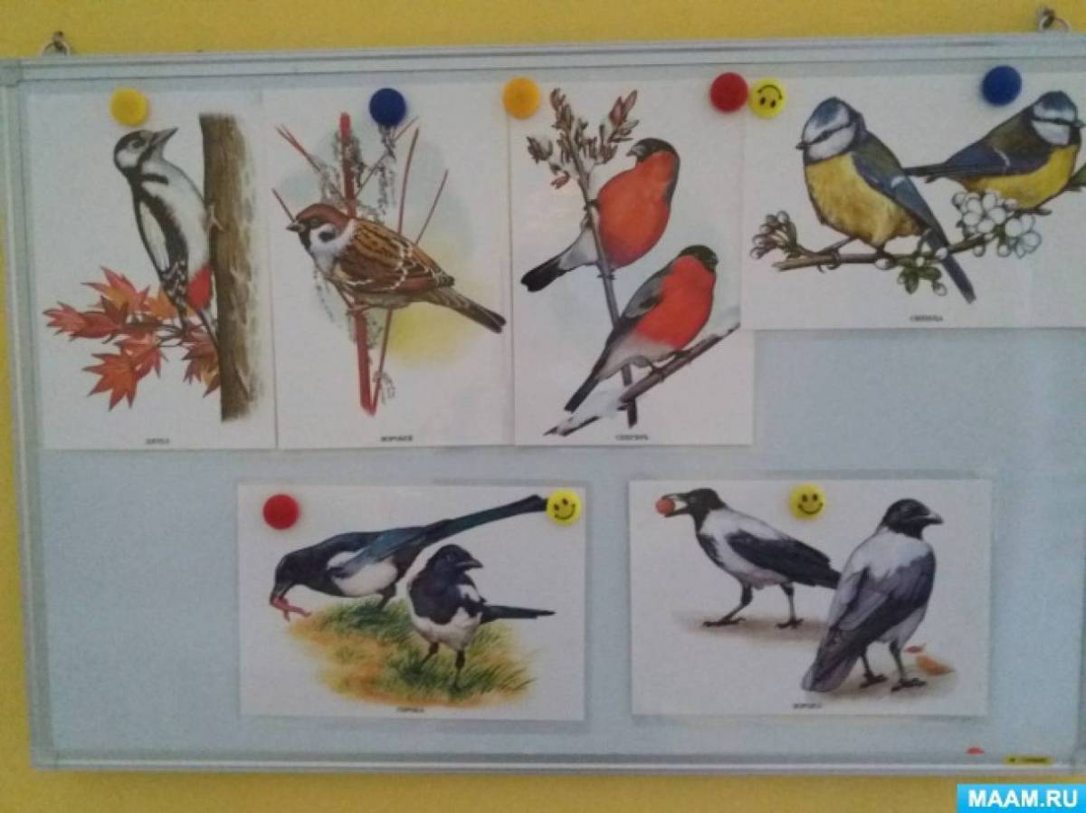 Зимующие птицы младшая группа. Птицы подготовительная группа. Птицы средняя группа. Занятие с детьми зимующие птицы.