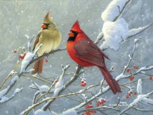 Раскраска зимние птицы для детей #27 #316601