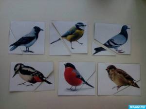 Раскраска зимующие птицы в средней группе #5 #317997